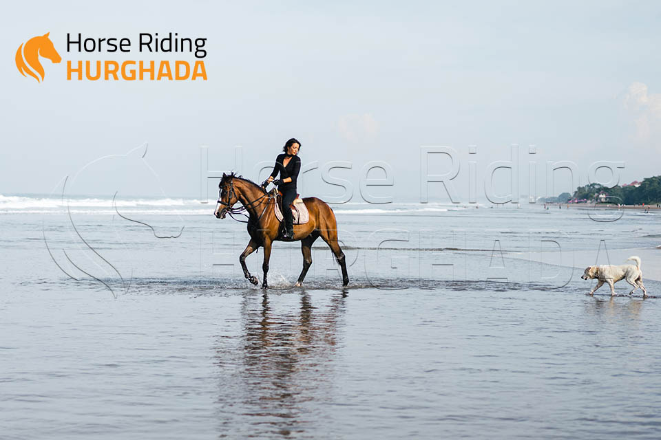 Swimming with horse 2 Hour Tour