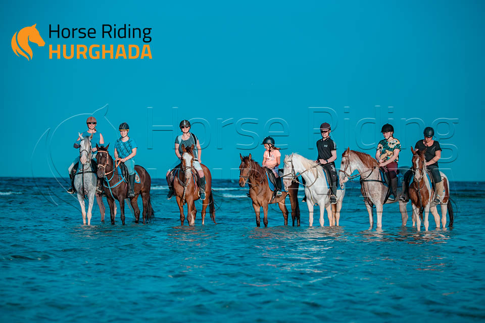 Swimming with horse 2 Hour Tour