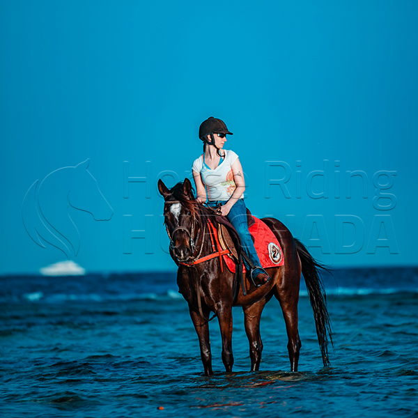 Swimming with horse 2 Hour Tour