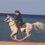 Gamila Stable Horse Riding Makadi Bay