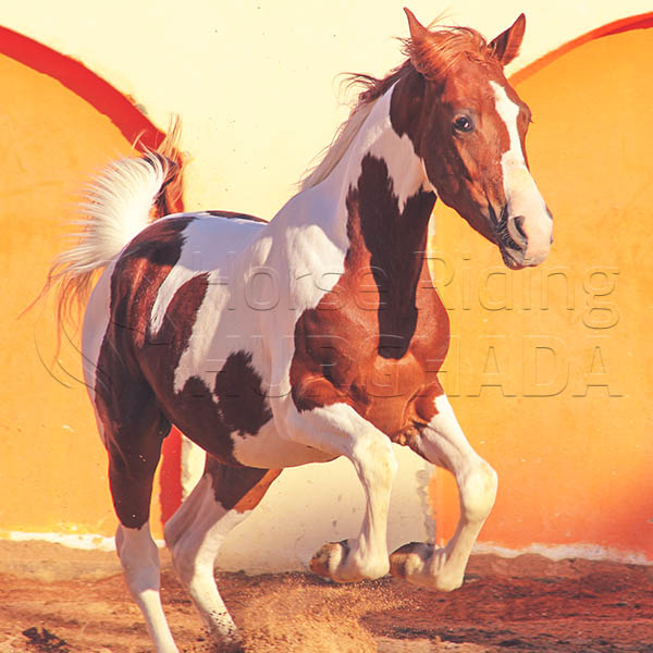 Horseback riding Gouna