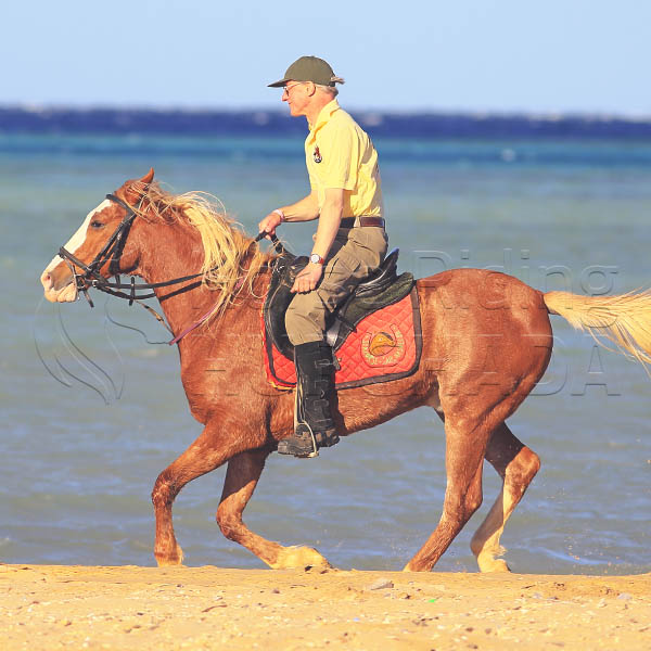 Horseback Riding Safaga