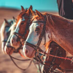 Sahl Hasheesh Horse Riding