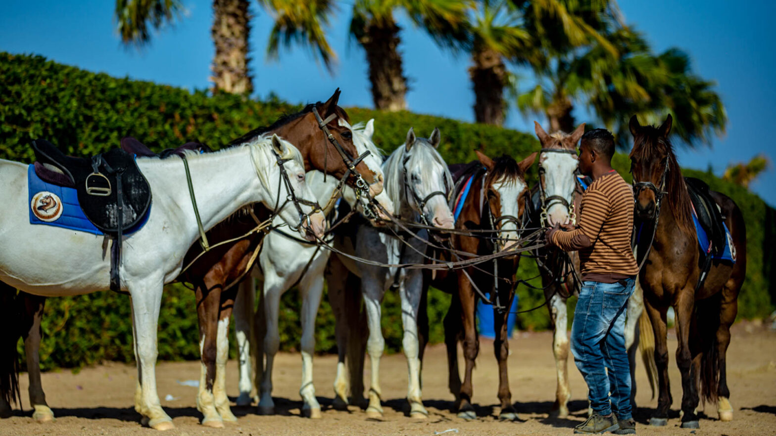 horse riding hurghada
